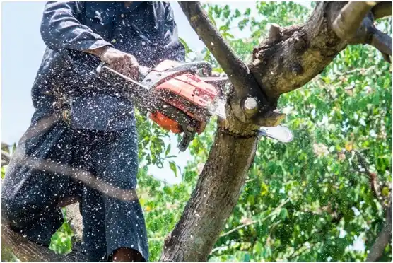 tree services Onalaska